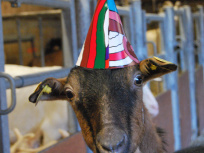 La Bergerie fait son cirque pendant les vacances de février