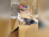 Café des Chats Bastille