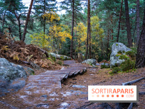 Journée internationale des forêts 2024 : des visites guidées gratuites en forêt de Fontainebleau