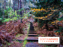 Journée internationale des forêts 2025 : des visites guidées gratuites en forêt de Fontainebleau