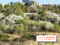 Allergies aux pollens en Ile-de-France : nouveau bulletin, causes et recommandations 