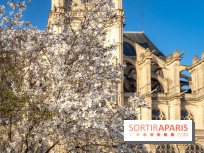 Paris : le printemps prend de l'avance : 6 spots d'arbres en fleurs à découvrir en ce moment