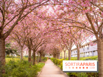 La Mail de Bièvre et ses cerisiers en fleurs, le spot Hanami caché à Paris