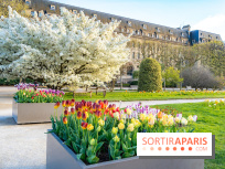 Cerisier du Japon Shirotae du Jardin des Plantes : l'arbre remarquable au blanc éclatant en fleurs