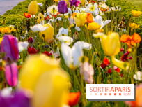 Où voir des tulipes à Paris ? 