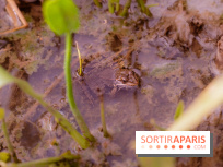 Fête de la Nature et du Printemps en Val-de-Marne avec ateliers, jeu de piste et pique-nique