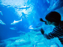 L’Aquarium de Paris lance son Pass 4 personnes pour l’été