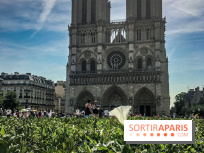 Réouverture du Parvis et de la rue du Parvis de Notre-Dame de Paris