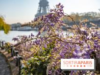 Où voir des glycines en fleurs à Paris