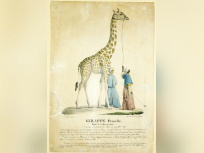 zarafa au jardin des plantes, muséum, MNHN