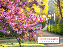 Hanami au Parc de Sceaux 2022, la fête des cerisiers en fleurs