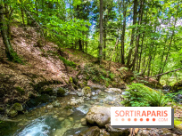 Les Nuits des Forêts 2022, redécouvrez vos forêts !