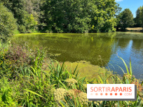 Les cyanobactéries prolifèrent en Ile-de-France, attention aux chiens et à la pêche