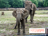 Au Zoo de Thoiry, des Lodges immersifs en Terre d'Afrique, avec vue sur les éléphants, se préparent