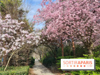 Où voir des cerisiers en fleurs à Paris et en Île-de-France : nos spots coup de cœur !