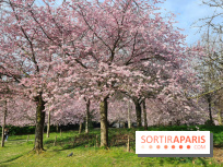 Où voir des cerisiers en fleurs à Paris et en Île-de-France : nos spots coup de cœur !