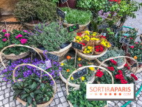 Marché aux plantes et fleurs à Argenteuil 2023: Découvrez la Vallée aux plantes et aux fleurs