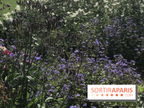 Distribution gratuite de 50.000 sachets de graines à Paris !