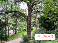 Le Jardin des Plantes cache le plus ancien cèdre du Liban de Paris, histoire insolite