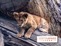 Zoo Safari de Thoiry : les nouveautés à découvrir