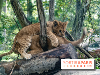 Carnet rose au Zoo de Thoiry (78) : deux bébés lionnes pointent le bout de leur nez
