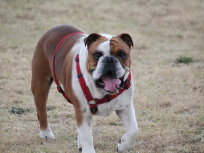 Paris : parc à chiens 10e