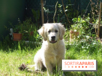 Les parcs, squares et jardins où promener son chien à Paris