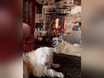 Coronavirus : Neil Young annonce des concerts en live streaming à voir en confinement