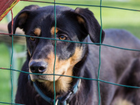 47 personnalités se mobilisent pour soutenir les associations de protection animale