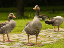 Grippe aviaire : un élevage de canards contaminé dans les Landes