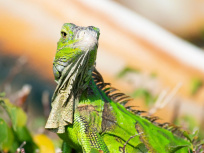 Insolite : une "pluie d'iguanes" attendue en Floride pour Noël 