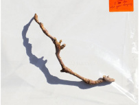 PJ Harvey : sortie cet été de son 10e album "I Inside the Old Year Dying"