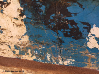 Murs Murs, l'expo photo de l'Orangerie du Sénat