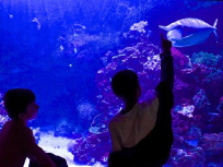 Grand jeu pour le 1er avril à l'Aquarium du Palais de la Porte Dorée