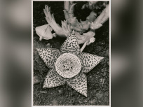 Albert Renger-Patzsch dans "Les choses", l'exposition au Jeu de Paume