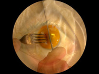 Roee Rosen, l'exposition au Centre Pompidou