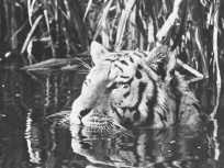 The Veldt (La Savane) au théâtre Nanterre-Amandiers