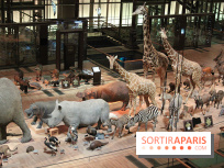 Grande Galerie de l'Evolution - savane