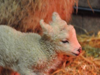 Le Puy du Fou au Salon International de l’Agriculture