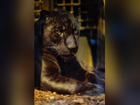 Les nouveaux félins de la Ménagerie