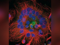 "Portrait(s) de cellules" au Musée Curie