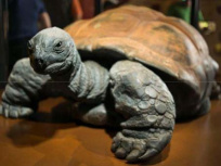 Kiki, la tortue géante des Seychelles