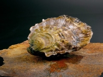 "Pile à l'huître" : l'happy hour où l'huître est à 1€