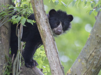Les premiers pas de l'ourse Nazca au zoo de Thoiry