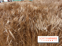 Gad Weil installe son Champ de Blés Place Vendôme