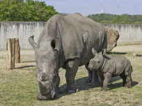 Le zoo de Thoiry accueille un nouveau rhinocéros !