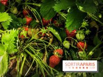Cueillettes des fraises autour de Paris