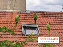 Le saviez-vous ? D'où viennent ces perruches vertes à Paris et en Île-de-France ?