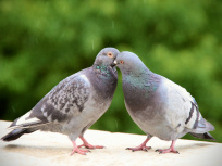 Mais pourquoi ne voit-on jamais de bébés pigeons à Paris ? 