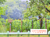 Domaine du bois brillant, la renaissance d'un vignoble historique en île-de-France